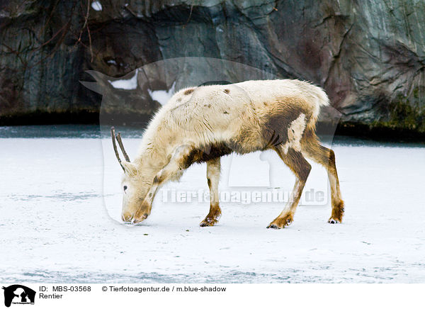 Rentier / reindeer / MBS-03568