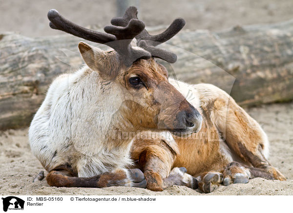 Rentier / reindeer / MBS-05160