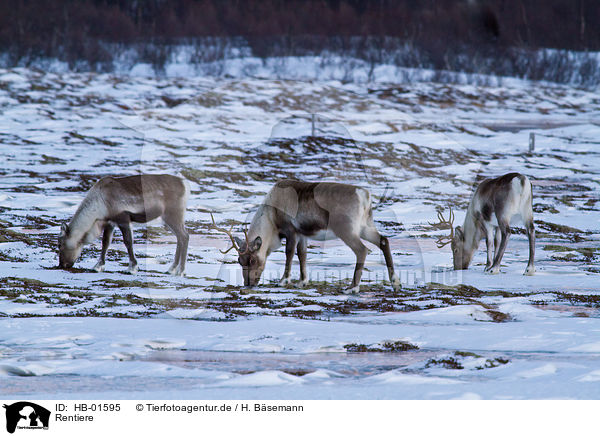 Rentiere / reindeers / HB-01595