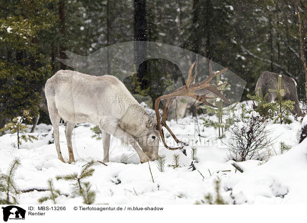 Rentier / reindeer / MBS-13266