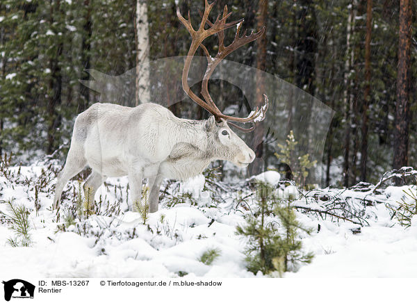 Rentier / reindeer / MBS-13267