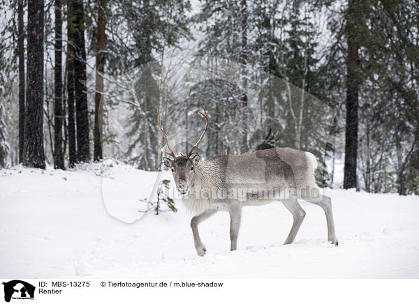 Rentier / reindeer / MBS-13275