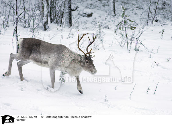 Rentier / reindeer / MBS-13279