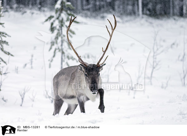 Rentier / reindeer / MBS-13281