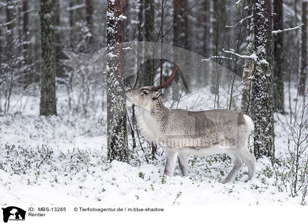Rentier / reindeer / MBS-13285