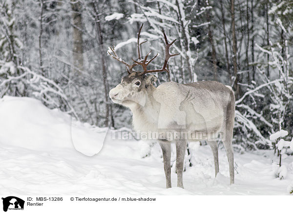 Rentier / reindeer / MBS-13286