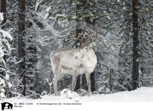 Rentier / reindeer / MBS-13289