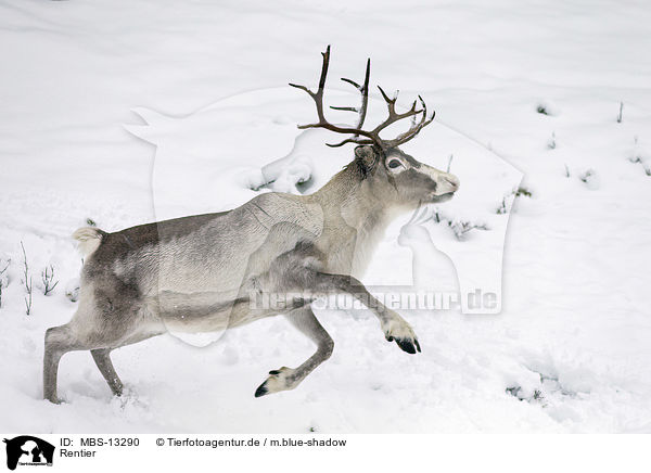 Rentier / reindeer / MBS-13290