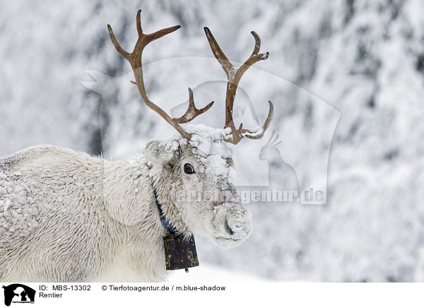 Rentier / reindeer / MBS-13302
