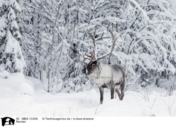 Rentier / reindeer / MBS-13306