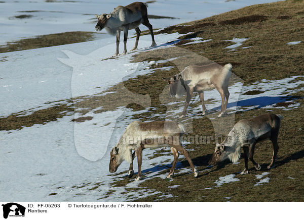 Rentiere / reindeers / FF-05263