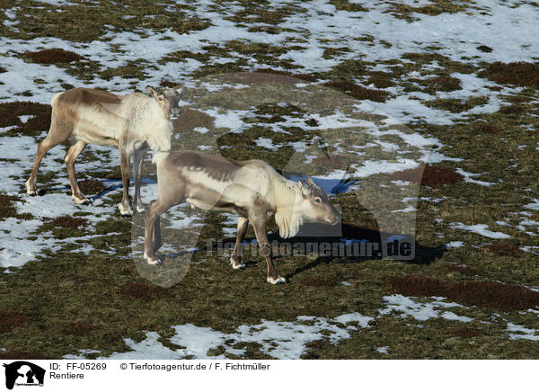 Rentiere / reindeers / FF-05269