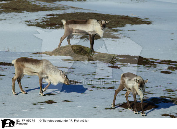 Rentiere / reindeers / FF-05275