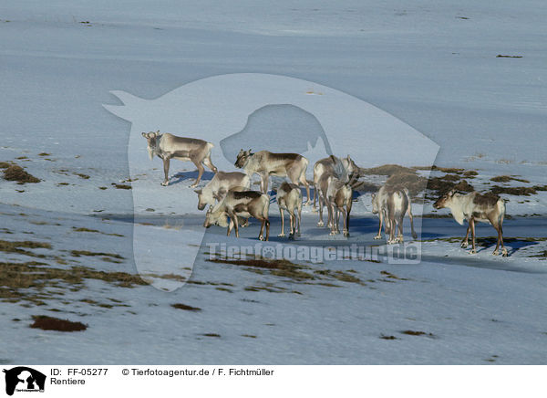 Rentiere / reindeers / FF-05277