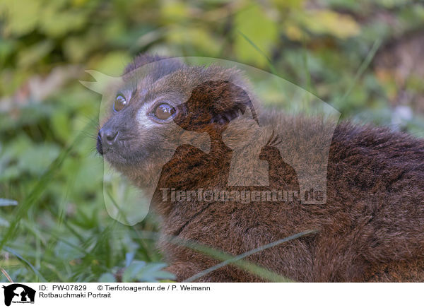 Rotbauchmaki Portrait / PW-07829