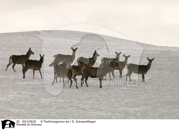 Rotwild im Schnee / red deer in the snow / SS-03936