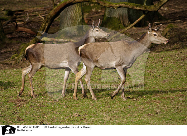 Rothirsche / red deers / AVD-01501