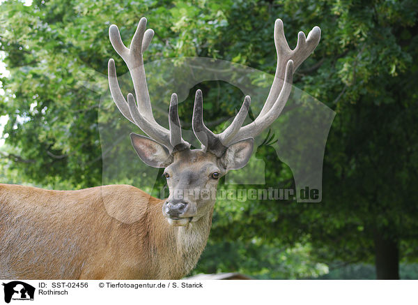Rothirsch / red deer / SST-02456