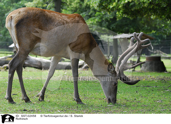 Rothirsch / red deer / SST-02458