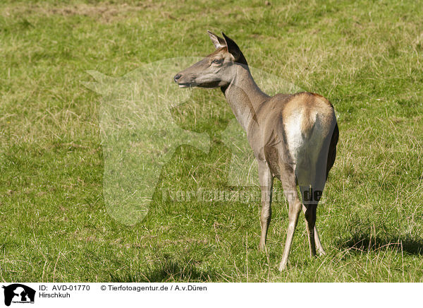 Hirschkuh / red deer hind / AVD-01770