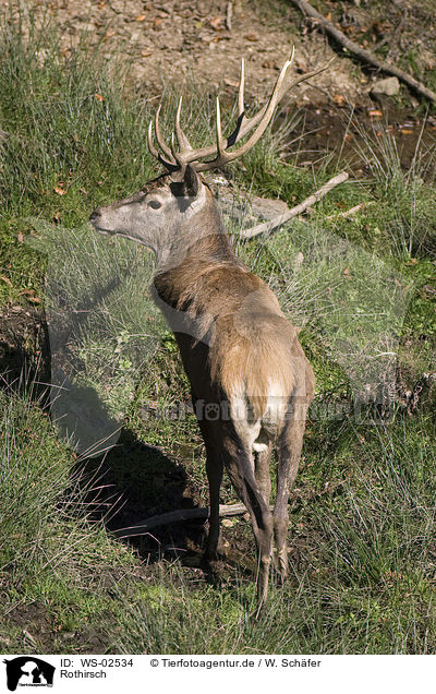 Rothirsch / red deer / WS-02534