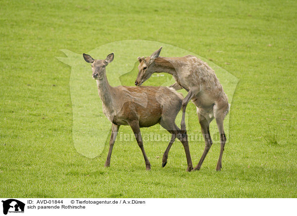 sich paarende Rothirsche / copulating red deer / AVD-01844