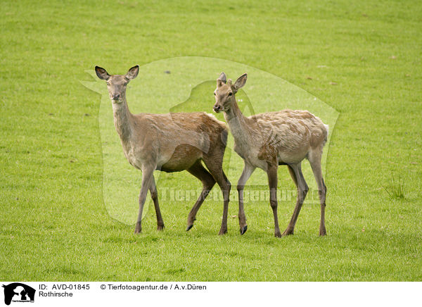Rothirsche / red deers / AVD-01845