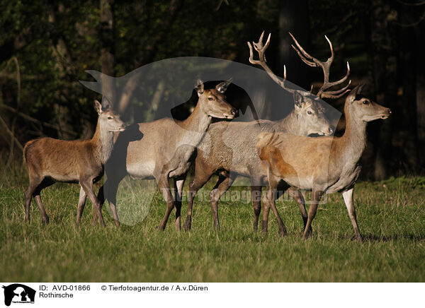 Rothirsche / red deers / AVD-01866