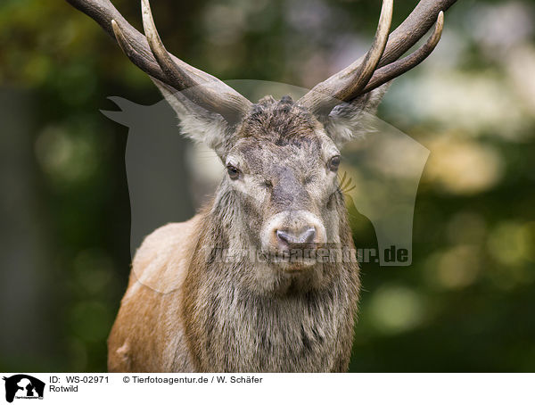 Rotwild / red deer / WS-02971