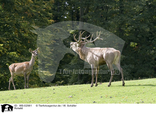 Rotwild / red deer / WS-02981