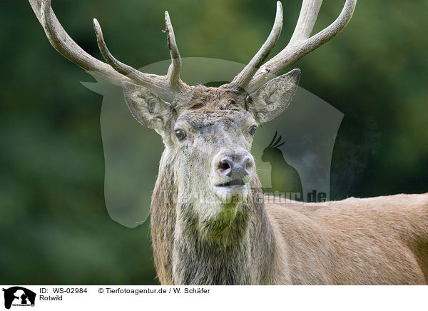 Rotwild / red deer / WS-02984