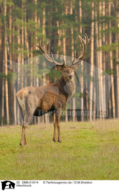 Hirschbock / red deer / DMS-01614