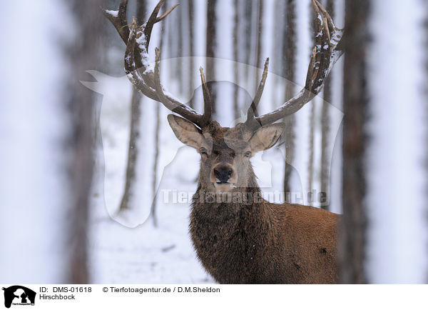 Hirschbock / red deer / DMS-01618