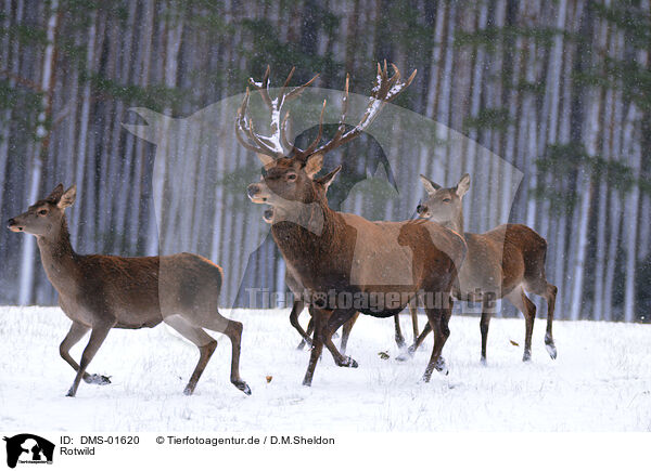 Rotwild / red deer / DMS-01620