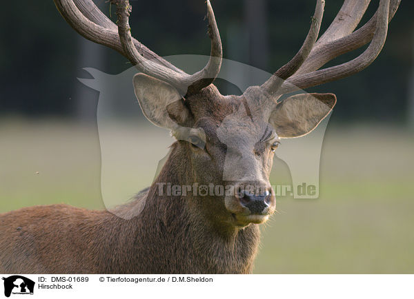 Hirschbock / red deer / DMS-01689