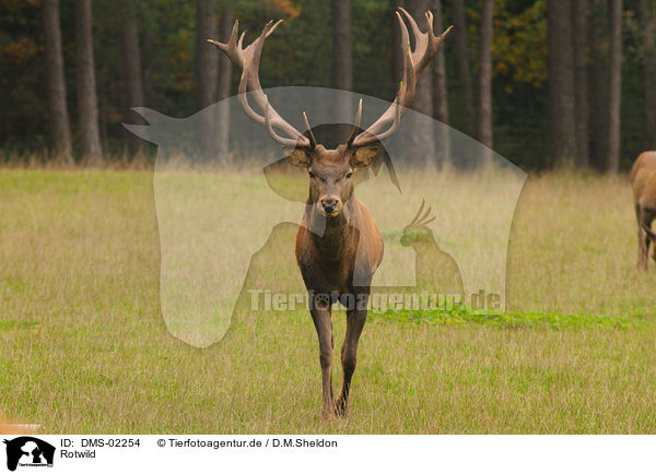 Rotwild / red deer / DMS-02254