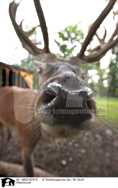 Hirschbock / male red deer / MAZ-02575