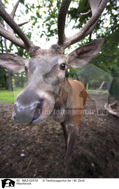 Hirschbock / male red deer / MAZ-02576