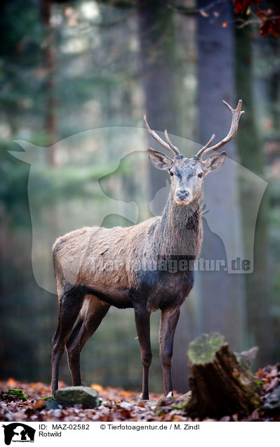 Rotwild / red deer / MAZ-02582
