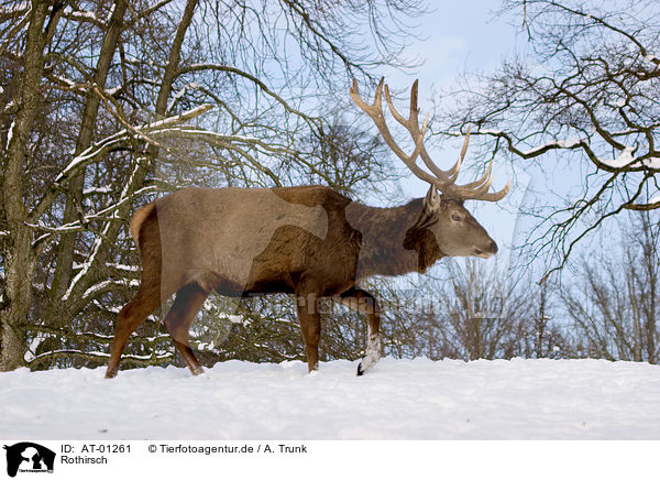 Rothirsch / red deer / AT-01261
