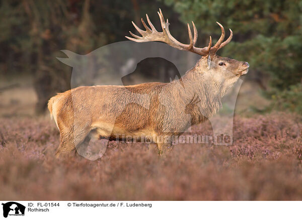 Rothirsch / red deer / FL-01544