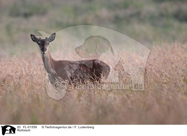 Rothirsch / red deer / FL-01556