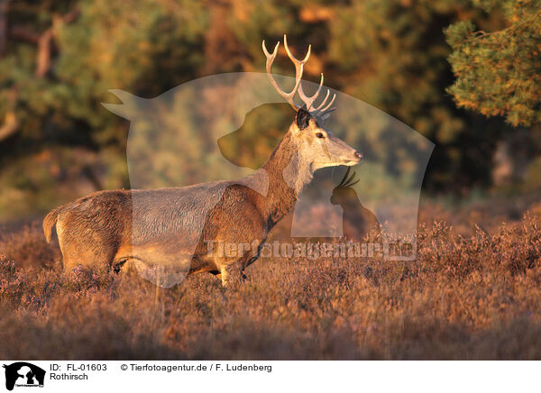 Rothirsch / red deer / FL-01603