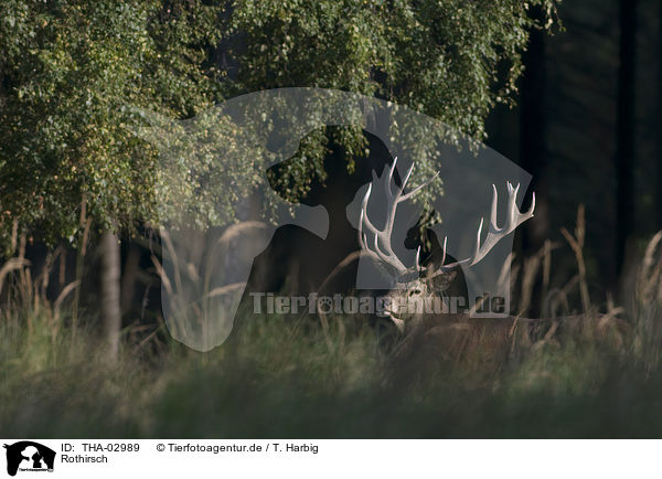 Rothirsch / red deer / THA-02989