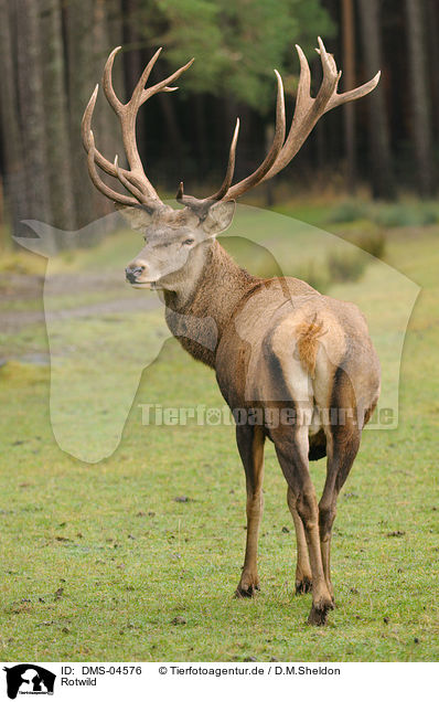 Rotwild / red deer / DMS-04576