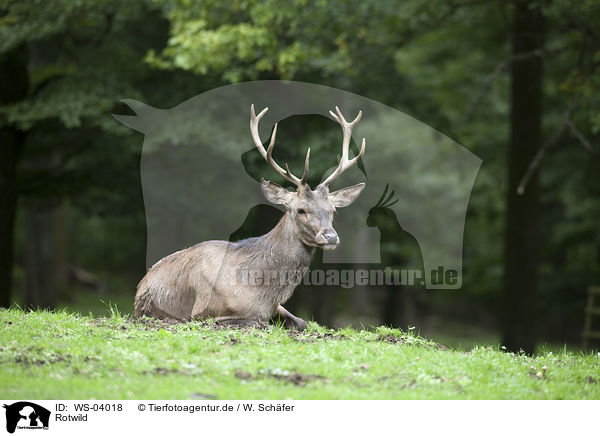 Rotwild / red deer / WS-04018