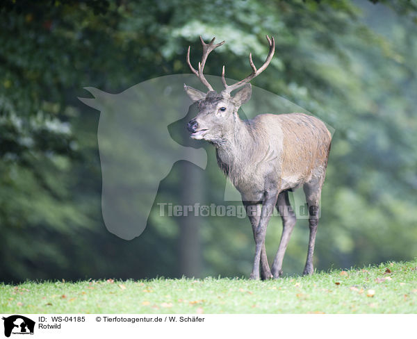 Rotwild / red deer / WS-04185