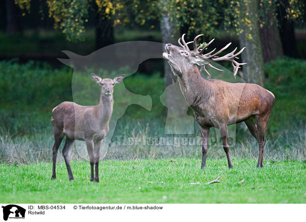 Rotwild / red deer / MBS-04534