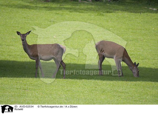 Rotwild / red deer / AVD-02534