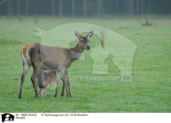Rotwild / red deer / DMS-05222